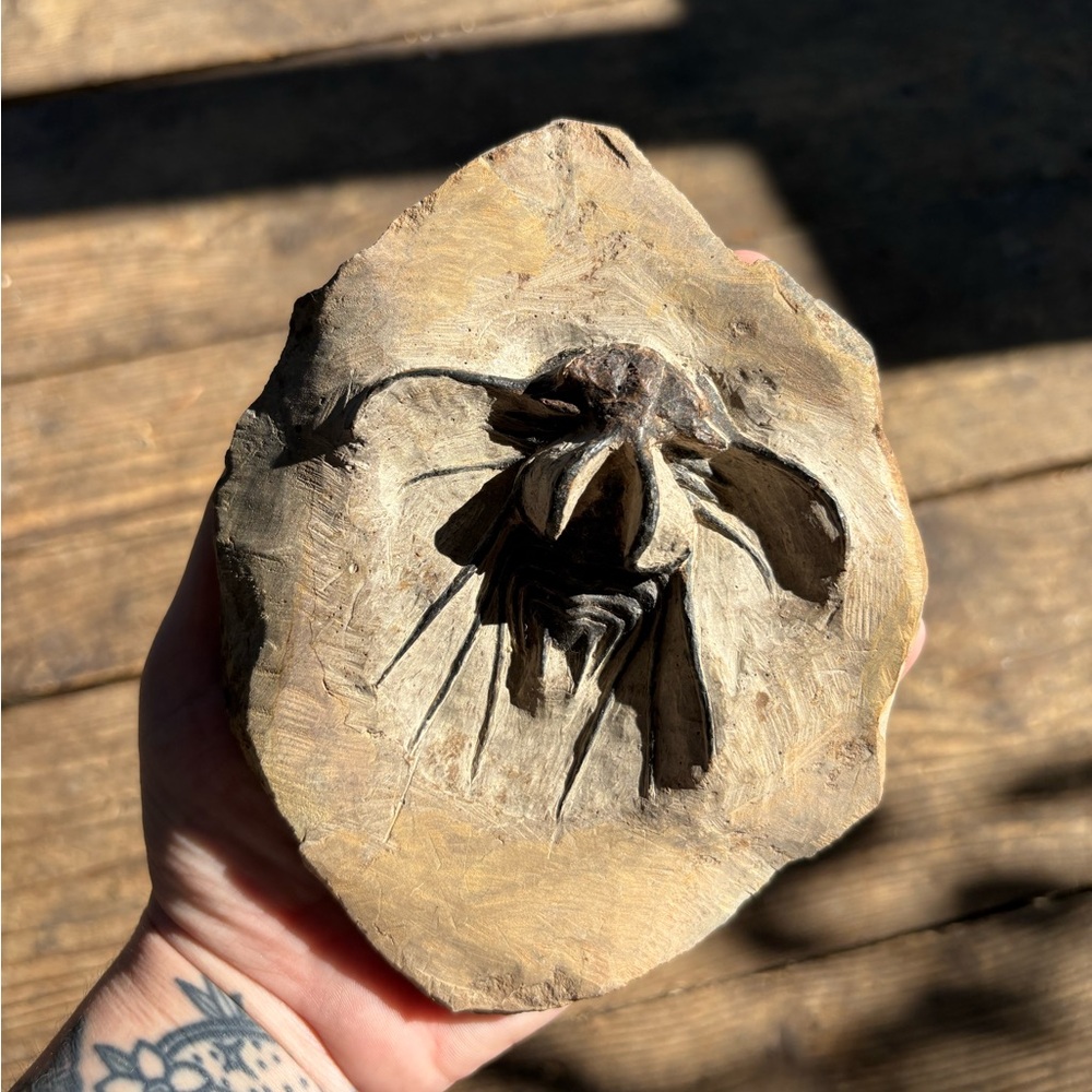 Natural Fossil Trilobite